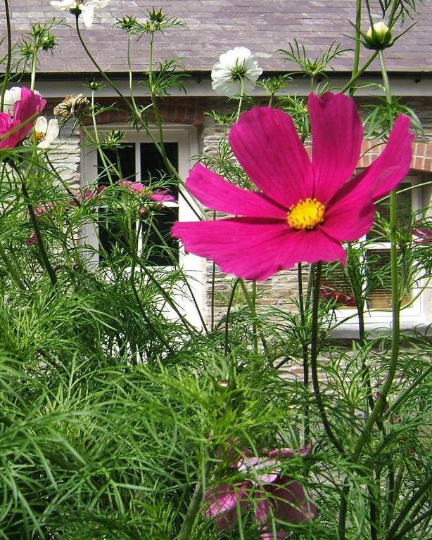 Rhosygilwen Courtyard Bed & Breakfast Cilgerran Exterior photo